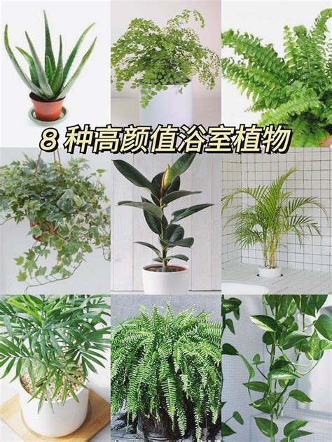 耐陰植物喬木|耐陰又好養的九種大型室內植栽推薦，沒有陽光也能享。